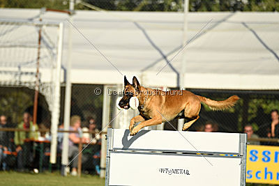 Calle von der schwarzen Mamba