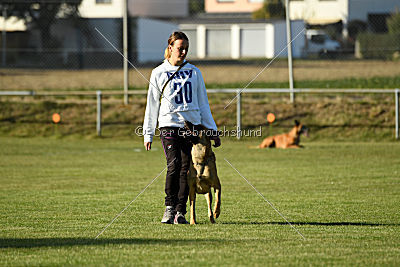 Calle von der schwarzen Mamba