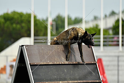 Camino Brillante Azima