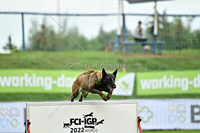 Camino Brillante Blicka