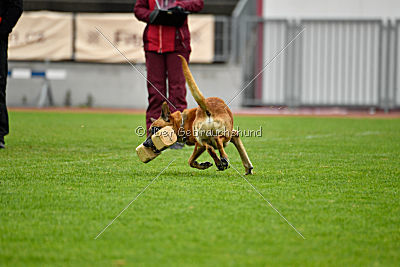 Campari vom Clan der Wölfe
