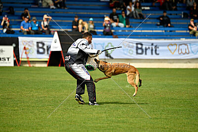 Cane Codi-Fin