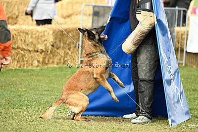 Cannibal Corpse Fox Garden