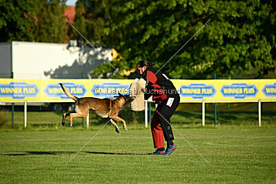 Cassius Dio vom Buxtehuder Bullen