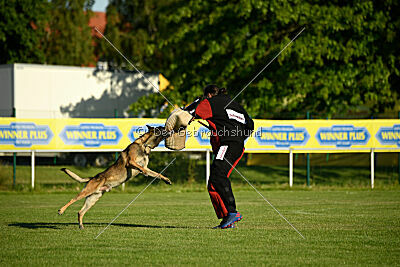 Cassius Dio vom Buxtehuder Bullen