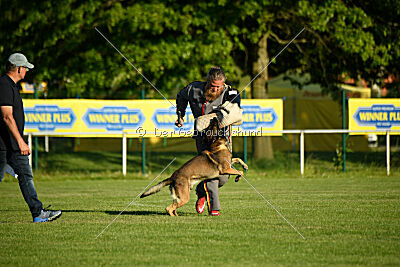 Cassius Dio vom Buxtehuder Bullen