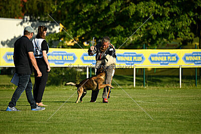 Cassius Dio vom Buxtehuder Bullen