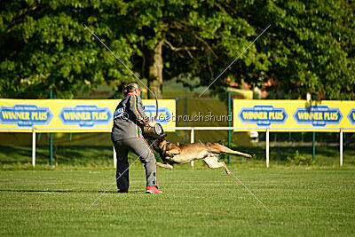Cassius Dio vom Buxtehuder Bullen