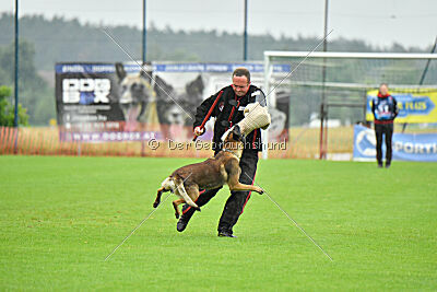 Cassius Dio vom Buxtehuder Bullen