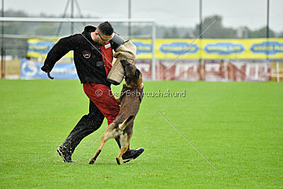 Cassius Dio vom Buxtehuder Bullen