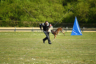 Cassius Dio vom Buxtehuder Bullen