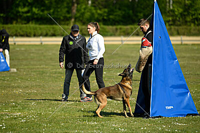 Cassius Dio vom Buxtehuder Bullen