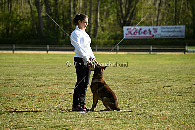 Cassius Dio vom Buxtehuder Bullen