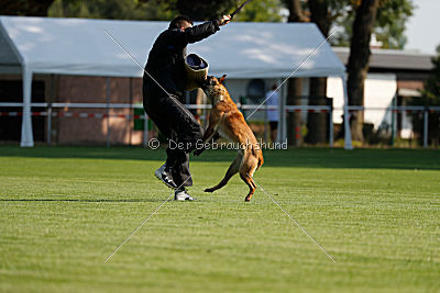 Catlyn vom Clan der Wölfe