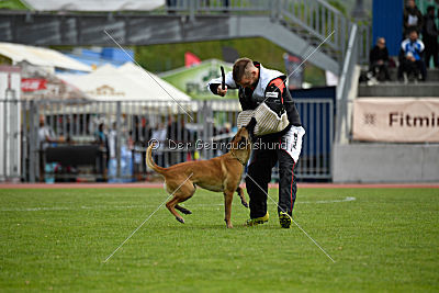 Catlyn vom Clan der Wolfe