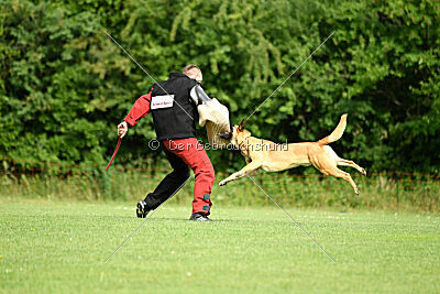 Cayar von der schwarzen Mamba