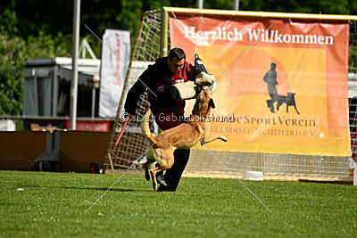 Cayar von der schwarzen Mamba