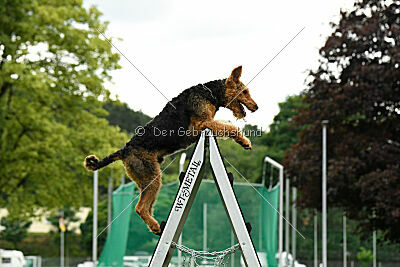 Cedrik vom Roten Milan