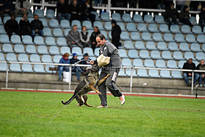 Cerina vom Herzogtum Braunschweig