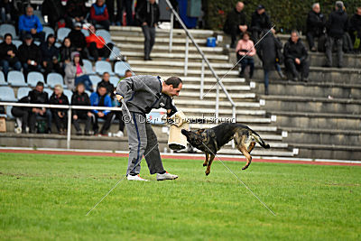 Cerina vom Herzogtum Braunschweig