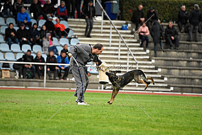 Cerina vom Herzogtum Braunschweig