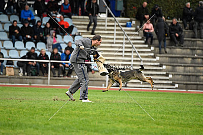 Cerina vom Herzogtum Braunschweig