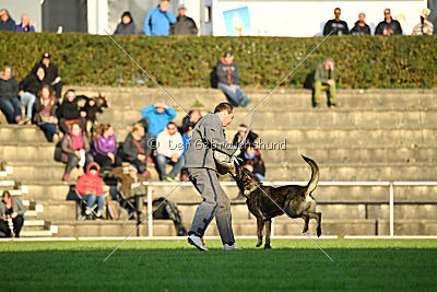 Champ vom Lupus Alpha