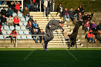 Champ vom Lupus Alpha