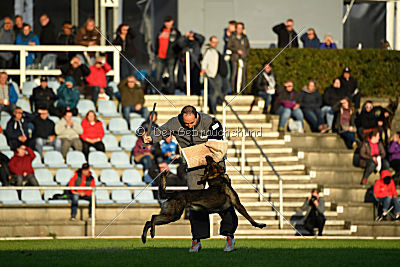 Champ vom Lupus Alpha