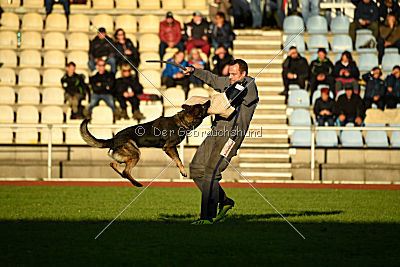 Champ vom Lupus Alpha