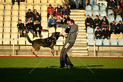 Champ vom Lupus Alpha