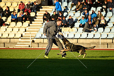 Champ vom Lupus Alpha