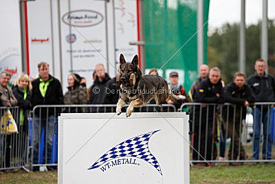 Champ vom Rischebachtal