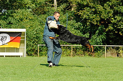 Champ vom Zauberwald