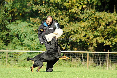 Champ vom Zauberwald