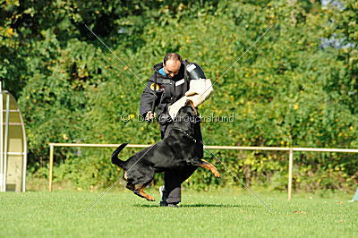 Champ vom Zauberwald