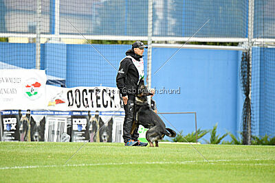 Chaos Plienine iltis