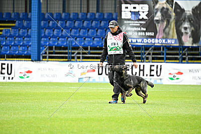 Chaos Plienine iltis