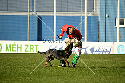 Chaos Plienine iltis