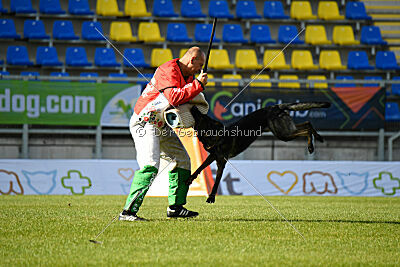 Chaos Plienine iltis