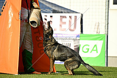 Chaos Plienine iltis