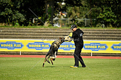 Chapa vom Drachenwolf