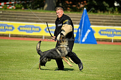 Chapa vom Drachenwolf