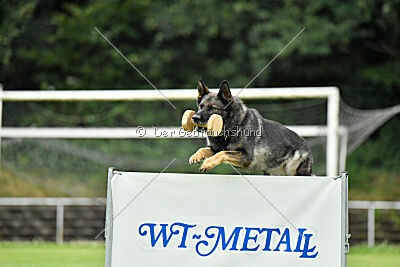 Chapa vom Drachenwolf