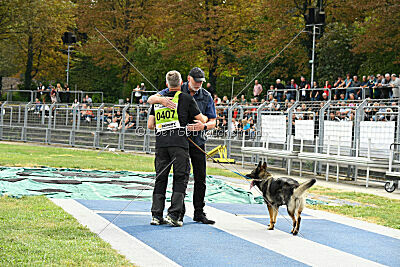 Chapa vom Drachenwolf