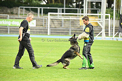 Chapa vom Drachenwolf