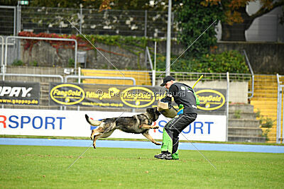 Chapa vom Drachenwolf