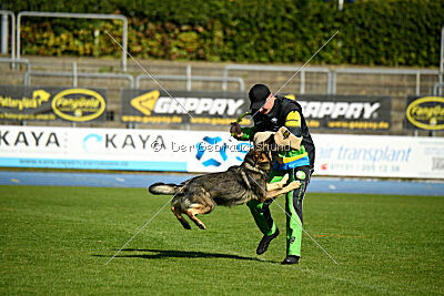 Chase von der Löwenstadt