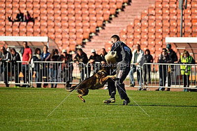 Chicco vom Weinbergblick