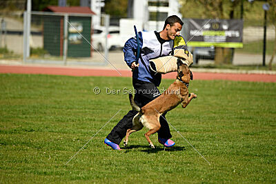 Chicka Force Canina